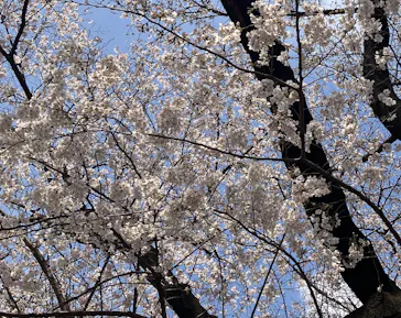 新宿御苑に投稿された画像（2026/3/28）