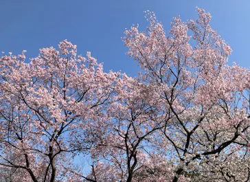 新宿御苑に投稿された画像（2026/3/28）
