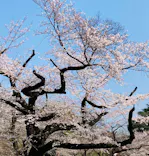 新宿御苑に投稿された画像（2026/3/28）