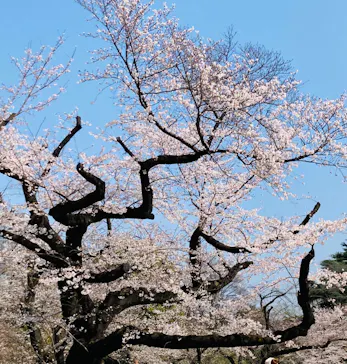 新宿御苑に投稿された画像（2026/3/28）