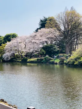 新宿御苑に投稿された画像（2026/3/28）