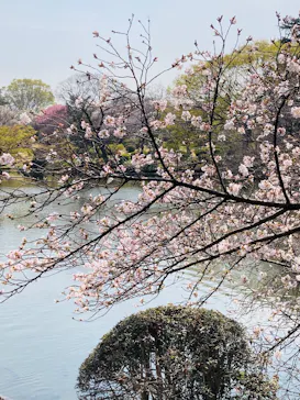 新宿御苑に投稿された画像（2026/3/28）