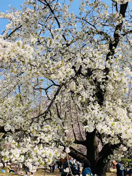 新宿御苑に投稿された画像（2026/3/28）