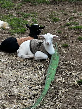 成田ゆめ牧場に投稿された画像（2026/3/28）