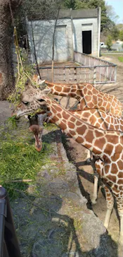 名古屋市東山動植物園に投稿された画像（2026/3/28）