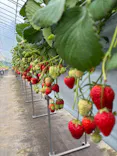 Strawberry Farm シャインベリーに投稿された画像（2026/3/28）