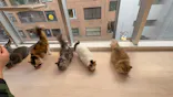 Cat Café MOFF 名古屋PARCO店に投稿された画像（2026/3/28）