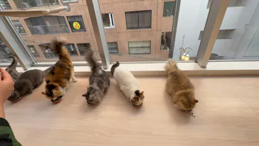 Cat Café MOFF 名古屋PARCO店に投稿された画像（2026/3/28）