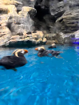 アクアワールド茨城県大洗水族館に投稿された画像（2026/3/28）