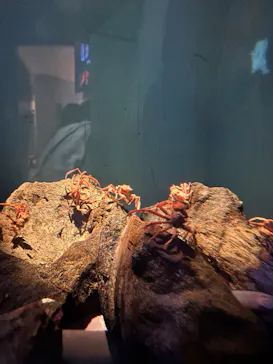 アクアワールド茨城県大洗水族館に投稿された画像（2026/3/28）