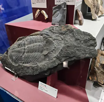 大絶滅展ー生命史のビッグファイブ（名古屋会場）に投稿された画像（2026/3/28）