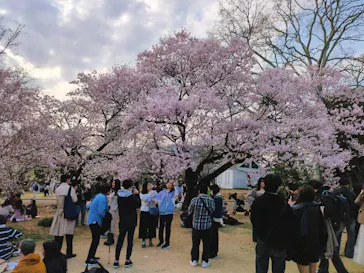新宿御苑に投稿された画像（2026/3/28）