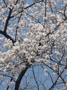 新宿御苑に投稿された画像（2026/3/28）