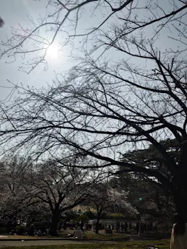 新宿御苑に投稿された画像（2026/3/28）