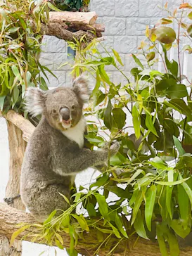 淡路ファームパーク イングランドの丘に投稿された画像（2026/3/28）