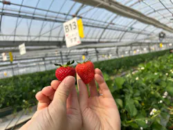 ストロベリーノ下田に投稿された画像（2026/3/28）