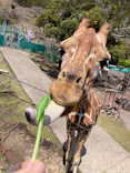 伊豆アニマルキングダムに投稿された画像（2026/3/28）