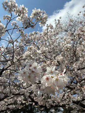 新宿御苑に投稿された画像（2026/3/28）