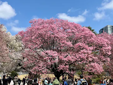 新宿御苑に投稿された画像（2026/3/28）