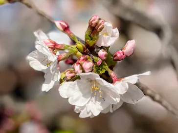 新宿御苑に投稿された画像（2026/3/28）