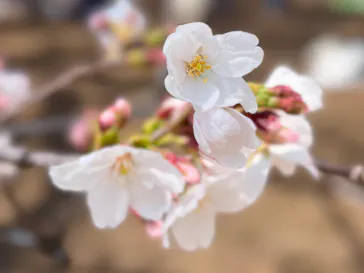 新宿御苑に投稿された画像（2026/3/28）