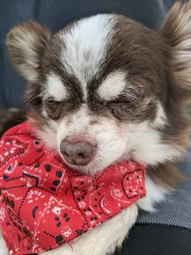 つくばわんわんランドに投稿された画像（2026/3/28）