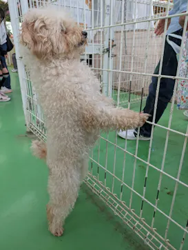 つくばわんわんランドに投稿された画像（2026/3/28）