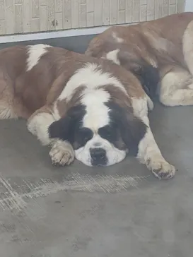 つくばわんわんランドに投稿された画像（2026/3/28）