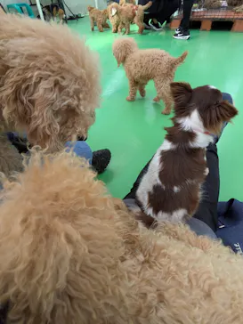 つくばわんわんランドに投稿された画像（2026/3/28）