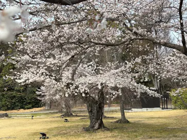 元離宮二条城に投稿された画像（2026/3/28）
