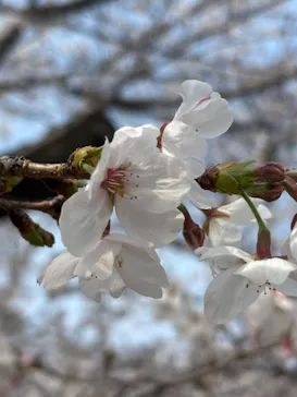 元離宮二条城に投稿された画像（2026/3/28）