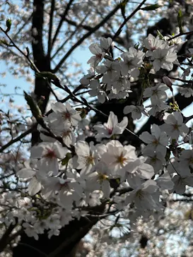 新宿御苑に投稿された画像（2026/3/28）