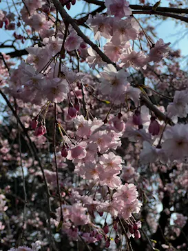 新宿御苑に投稿された画像（2026/3/28）