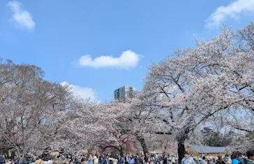 新宿御苑に投稿された画像（2026/3/28）