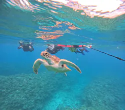 SHISHI石垣島（シシイシガキジマ）に投稿された画像（2026/3/28）