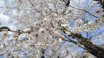 新宿御苑に投稿された画像（2026/3/28）