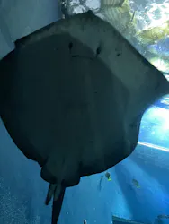 大分マリーンパレス水族館 「うみたまご」に投稿された画像（2026/3/28）