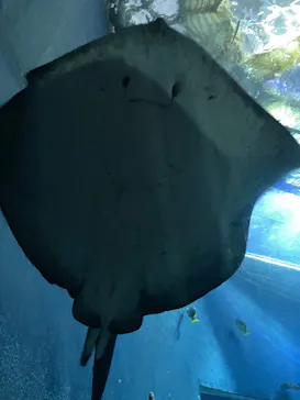 大分マリーンパレス水族館 「うみたまご」に投稿された画像（2026/3/28）