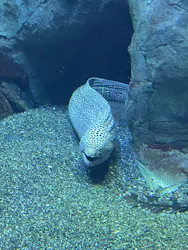 大分マリーンパレス水族館 「うみたまご」に投稿された画像（2026/3/28）