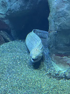 大分マリーンパレス水族館 「うみたまご」に投稿された画像（2026/3/28）