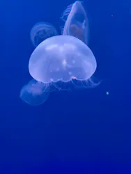 大分マリーンパレス水族館 「うみたまご」に投稿された画像（2026/3/28）