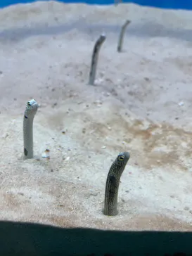 大分マリーンパレス水族館 「うみたまご」に投稿された画像（2026/3/28）