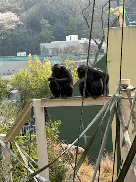 名古屋市東山動植物園に投稿された画像（2026/3/28）