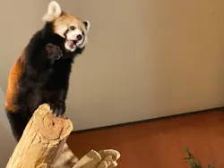 ネオパークオキナワに投稿された画像（2026/3/28）