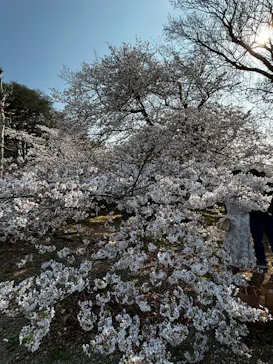 新宿御苑に投稿された画像（2026/3/28）