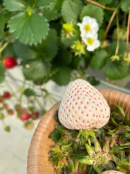 8farmに投稿された画像（2026/3/28）