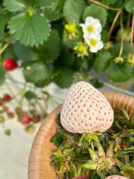 8farmに投稿された画像（2026/3/28）