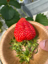 8farmに投稿された画像（2026/3/28）