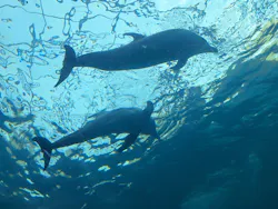 太地町立くじらの博物館に投稿された画像（2026/3/28）