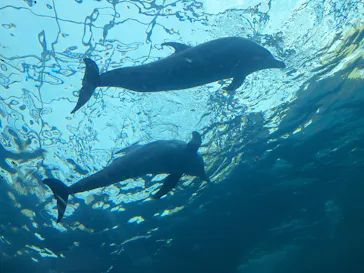 太地町立くじらの博物館に投稿された画像（2026/3/28）